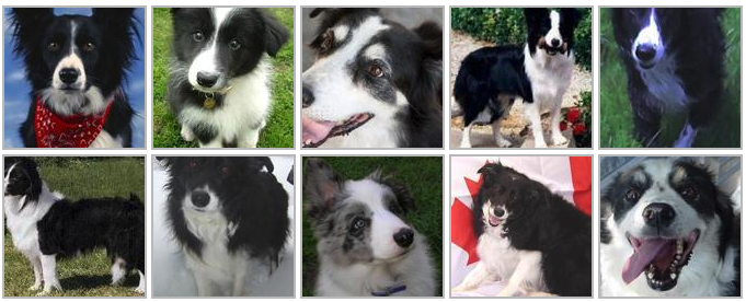狗的品种识别（ImageNet Dogs）